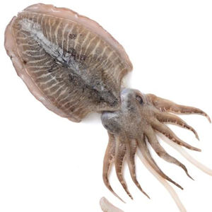 Fournisseur en gros de seiches séchées au soleil emballées entières nettoyées congelées océan qualité supérieure conservées qualité de fruits de mer pour exportation - Product Image 2