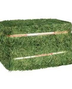 Heno de Timothy Automático de Alta Calidad, Origen Brasileño, Alimento para Ganado, Caballos y Vacas en Venta - Product Image 1