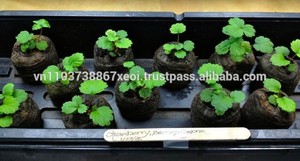 Granulés de coco - Product Image 3