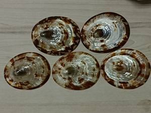 Concha ovalada Natural sin pulir, concha de mar de alta calidad, recuerdos de tamaño de 5cm, directo de fábrica - Product Image 2