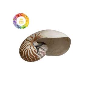 Coquillages décoratifs Nautilus pour les projets de bijoux et d'artisanat Origine naturelle avec finition Premium à partir de 99 Gold Data - Product Image 1