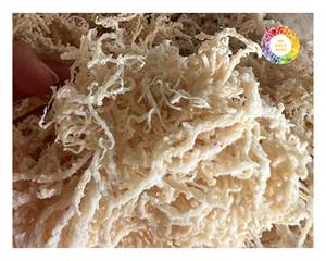 Algas marinas de algodón de Vietnam tipo Eucheuma, seamoss naturales para exportación a granel, ideales para procesamiento de alimentos orgánicos y uso industrial - Product Image 1