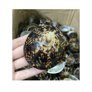 เปลือกหอยทากธรรมชาติเปลือกหอยขัดเงา/เปลือกหอยใหญ่6-8ซม. สำหรับงานฝีมือและของตกแต่ง - Product Image 1