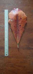 Haute qualité 100% séché Terminalia Catappa indien feuilles d'amande saine Bettas nourriture pour poisson pour accessoires d'aquarium - Product Image 2