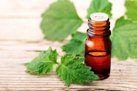 Fabricante Mayorista de Absoluto de Pachulí 100% Puro y Natural, Absoluto de Pachulí de Grado Premium Asequible de la India - Product Image 5