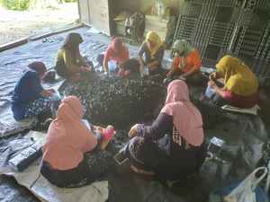 Carbón de Coco Dorado de Merades, Excelencia Indonesiana en Briquetas de Coco Natural, Alto Calor, Bajo Contenido de Cenizas, Premium para Compradores Iraquíes - Product Image 6