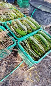 แพ็คอาหารใบตองใบกล้วยสดธรรมชาติเป็นมิตรกับสิ่งแวดล้อมใบตองเขียวสำหรับห่อเค้ก - Product Image 3