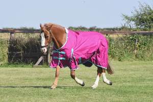 Horse <b>Turnout</b> <b>Rug</b> Lightweight <b>No</b> <b>Fill</b> Standard Neck Waterproof - Product Image 4
