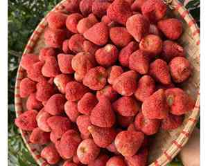 Fraises séchées tranchées de qualité supérieure du Vietnam pour les marques de collations et les garnitures de céréales Fraises séchées en vrac de 99GD - Product Image 1