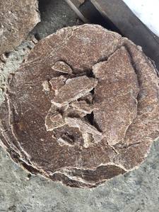 PASTEL DE ACEITE DE CACAHUETE/PASTEL DE ACEITE DE CACAHUETE-ALIMENTACIÓN ANIMAL de alta calidad y precio asequible - Product Image 2