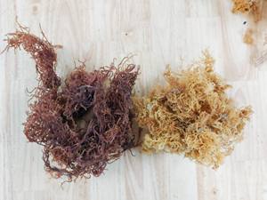 Mousse de mer Eucheuma Cottonii biologique, vente en gros, violet, couture, mousse irlandais, artisanat sauvage, mousse de mer provenant du Vietnam, usine à bas prix - Product Image 3