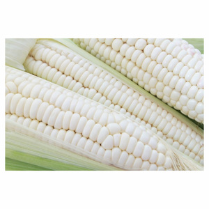 Maíz blanco para alimentación humana y animal, maíz blanco seco a la venta - Product Image 5