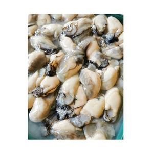 Huîtres demi-coquille de qualité supérieure, durée de conservation de 18 mois, vente en gros d'huîtres congelées, origine Belgique - Product Image 5