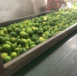Limón Verde Fresco sin Semillas de Vietnam, Fruta Cítrica Fresca Natural con Calidad de Exportación y Buen Precio para Exportación - Product Image 3