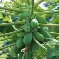 IQF Diepvries Dwergpapaya en Rode Papaya F1 Voedzaam met waterbehoud en bulkverpakkingen tegen de beste prijs