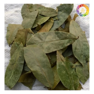 Feuille séchée de qualité A au corsop Premium, congé de corossol séché pour le thé, congé de corossol de Guanabana séché pour faire du thé - Product Image 2