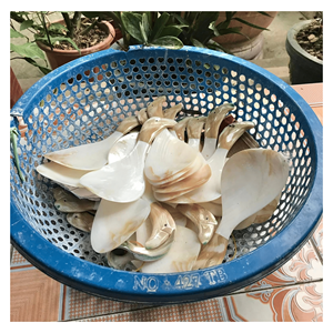 Cuillère en nacre faite à la main pour les coupes à dessert, les services à thé et les emballages cadeaux, Vietnam - Product Image 4