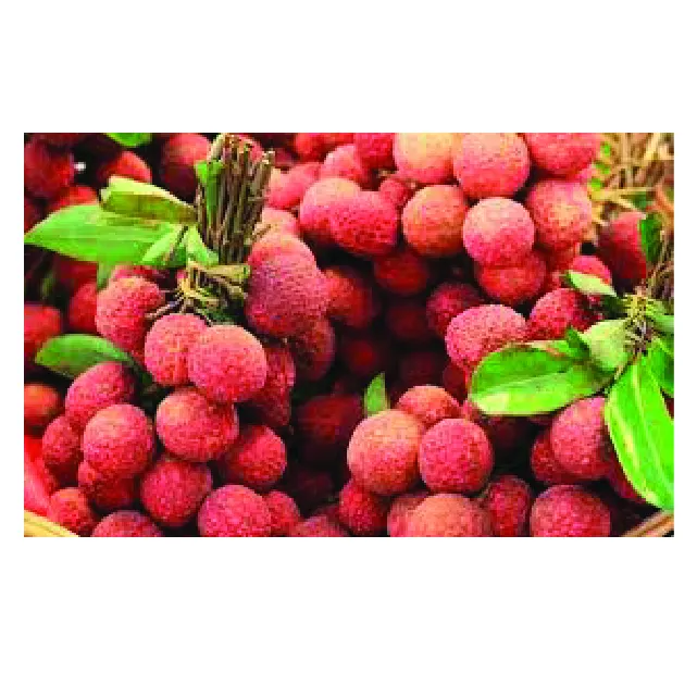 Product fresh frozen lychee cheap for whosale from Viet Nam