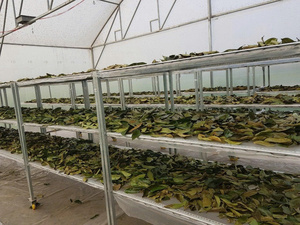 Hojas de Guanábana secas de alto grado directamente de la granja - Product Image 6