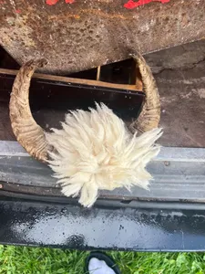 Souvenir authentique léger et écologique de style animal poli en corne de bélier pour une décoration unique pour la maison et le bureau Prix - Product Image 3