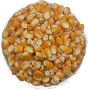 Nueva cosecha de maíz amarillo disponible para exportación. - Product Image 1