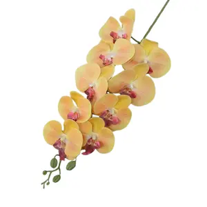 Venda por atacado de espécies de orquídeas phalaenopsis elegantes e bonitas com flores vibrantes