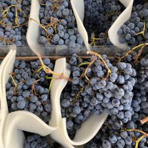 Uvas Negras Reales Fesh de Otoño - Uvas de Mesa Grandes Sin Semillas Clase 1, Duración de 30+ Días, para Exportación Mayorista Premium - Product Image 2