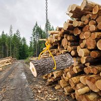 Meilleures ventes, bois de cyprès Hinoki de haute performance, prix des importateurs de bois en rondins
