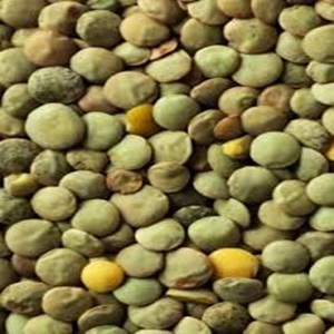 ถั่วฝักยาวสีเขียวแบบแคนาดาอบแห้งสีน้ำตาลและสีแดงสำหรับใช้บรรจุอาหาร - Product Image 3