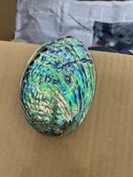 Coquille d'ormeau naturelle Paua pour la création de bijoux artistiques et la conception