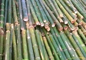 Postes de bambú estacas para decoración de granja para vallas para jardín para construcción - Product Image 5