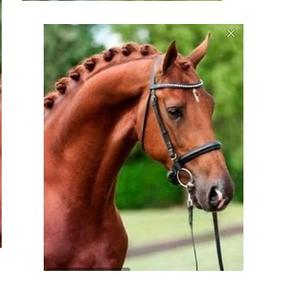 Bride en cuir pour chevaux Choix de professionnels Bride en cuir pour chevaux fabricant de bride en cuir pour chevaux fabricant pas cher - Product Image 3