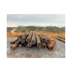 Grumes de noyer en gros bon marché approvisionnement en gros grumes de bois frais et solides - Product Image 4