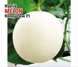 Graines hybrides de melon HONEY DEW F1 - Product Image 1