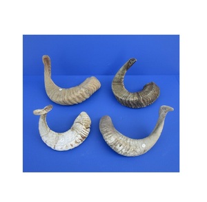 Decoración de Pared, Par de Cuernos de Oveja 100% Naturales, Pulidos a Mano, Hechos a Mano, Cuernos de Oveja Reales, Producto de Cuerno de la Mejor Calidad - Product Image 1