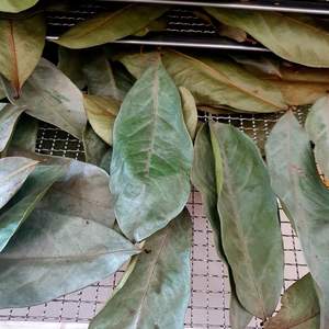 ใบทุเรียนเทศแห้ง/ใบ annona muricata แห้งทำจากใบทุเรียนเทศสด100% จากผู้ผลิตโดยตรง - Product Image 6