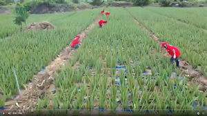 Botella VINUT para mascotas de 2L, 100% Jugo puro de Aloe Vera, jugo concentrado de cubo de Aloe Vera - Product Image 3