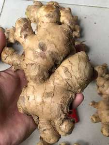 ทางเลือกที่ดีที่สุด2025ขิงสดขิงรากผักราคาถูกบรรจุในกล่องจากดอกบัวเวียดนามสีฟ้า - Product Image 3