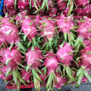 Biologische verse drakenvrucht wit-rood vlees VIFARMEX merk Graad 30-40 dagen houdbaarheid 100% rijp Snelle levering Vietnam export