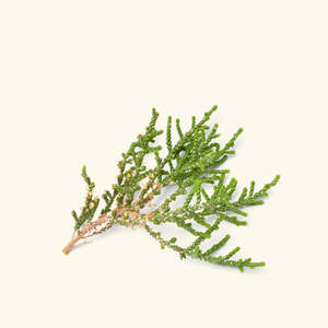 Huile essentielle de cyprès pour les cheveux - Product Image 2