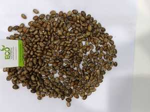 Beli minyak benih <span class=keywords><strong>Online</strong></span> Ricinus Communis organik - Product Image 3