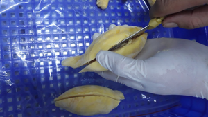 Vente en gros de purée de durian fraîchement congelée Garantie de purée de durian au moins cher au Vietnam goût sucré et crémeux ANGLE - Product Image 5