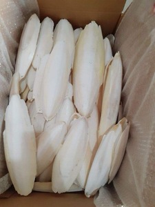 Pure and Natural <b>Cuttlefish</b> Bone - Product Image 2