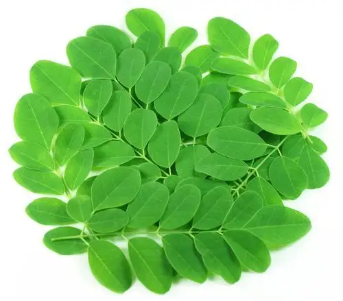 도매 공급 Moringa 잎 건강 보조 식품 인도에서 대량 공급 가능