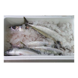 Sardines fraîches en gros en stock, fraîcheur supérieure et qualité export. - Product Image 3