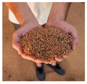 Semillas de Oliva a Granel, Proveedor de Semillas de Oliva Naturales para Extracción de Aceite, Combustible de Biomasa y Aplicaciones Industriales - Product Image 2