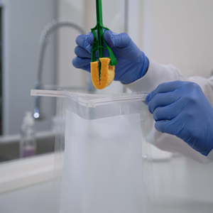 Kit d'échantillonnage de surface stérile avec éponge en cellulose et poignée pour un test de qualité pendant les KSS-67310-NE de production - Product Image 6