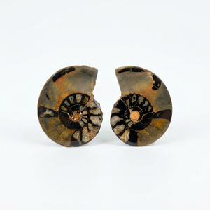 Ammonites marocaines polies de qualité B en gros, paires de fossiles d'ammonites polies - Product Image 3