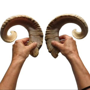 Grande trompette Shofar en corne de bélier de haute qualité avec des nuances claires, finition naturelle polie - Corne de bélier Shofar juif - Product Image 1