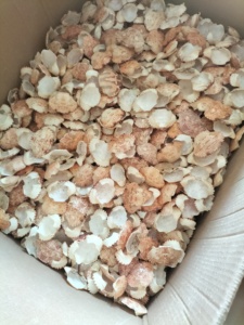 Coquilles de crabe séchées de haute qualité pour l'artisanat, coquilles entières nettoyées, teneur en sel <2%, séchées naturellement, 5kg/carton, prix de gros abordable - Product Image 1